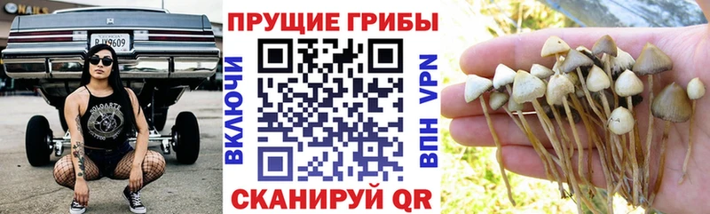 магазин продажи   Дно  ОМГ ОМГ зеркало  Галлюциногенные грибы MAGIC MUSHROOMS 